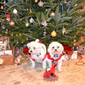 Meet your Posher, Pamela